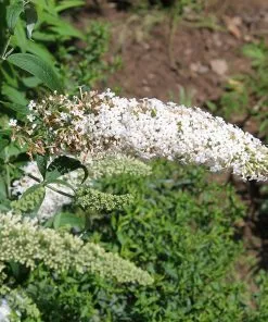 Fast Growing Trees See All Shrubs & Hedges Vanilla Treat™ Butterfly Bush (Tree Form) 8 Fast Growing Trees See All Shrubs & Hedges Vanilla Treat™ Butterfly Bush (Tree Form)