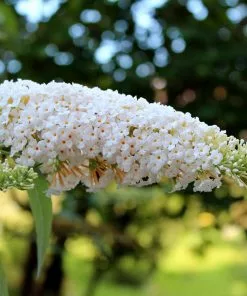 Fast Growing Trees See All Shrubs & Hedges Vanilla Treat™ Butterfly Bush (Tree Form)