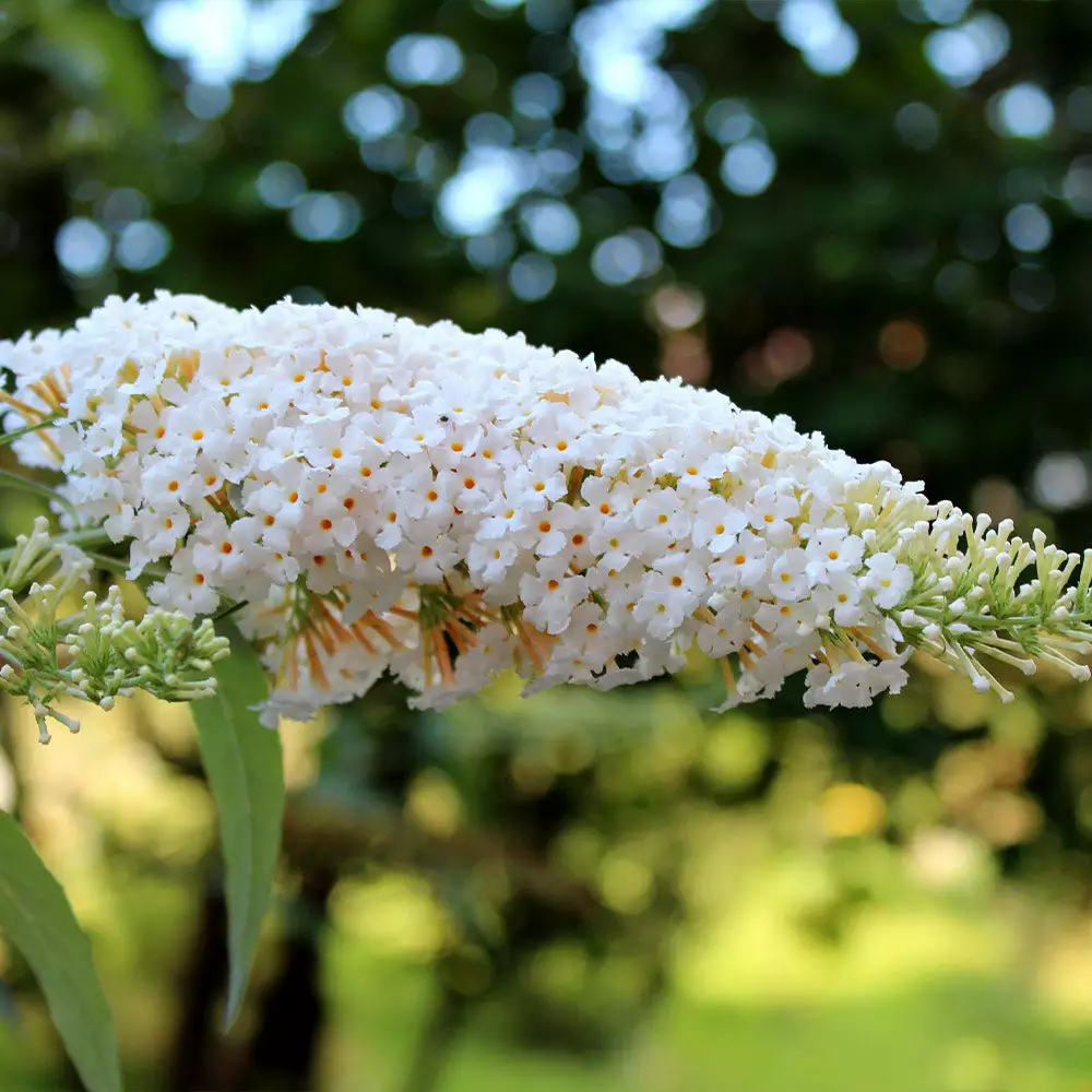 Fast Growing Trees See All Shrubs & Hedges Vanilla Treat™ Butterfly Bush (Tree Form) 4 Fast Growing Trees See All Shrubs & Hedges Vanilla Treat™ Butterfly Bush (Tree Form)