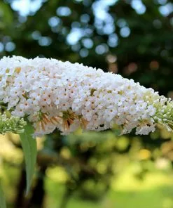 Fast Growing Trees See All Shrubs & Hedges Vanilla Treat™ Butterfly Bush (Tree Form)