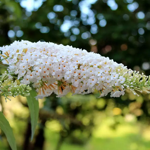 Fast Growing Trees See All Shrubs & Hedges Vanilla Treat™ Butterfly Bush (Tree Form) 3 Fast Growing Trees See All Shrubs & Hedges Vanilla Treat™ Butterfly Bush (Tree Form)