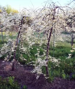 Fast Growing Trees Vanilla Twist Redbud Tree Redbud Trees 7 Fast Growing Trees Vanilla Twist Redbud Tree Redbud Trees