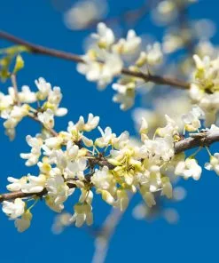 Fast Growing Trees Vanilla Twist Redbud Tree Redbud Trees