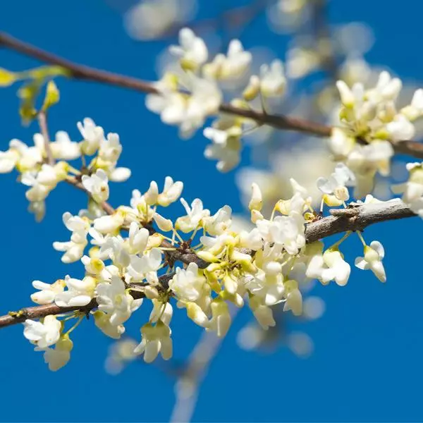 Fast Growing Trees Vanilla Twist Redbud Tree Redbud Trees 3 Fast Growing Trees Vanilla Twist Redbud Tree Redbud Trees