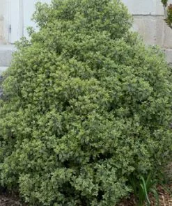 Fast Growing Trees Variegated Pittosporum See All Shrubs & Hedges
