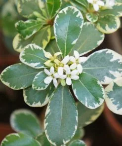 Fast Growing Trees Variegated Pittosporum See All Shrubs & Hedges 7 Fast Growing Trees Variegated Pittosporum See All Shrubs & Hedges