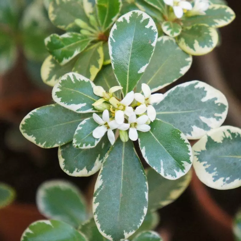 Fast Growing Trees Variegated Pittosporum See All Shrubs & Hedges 5 Fast Growing Trees Variegated Pittosporum See All Shrubs & Hedges