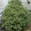 Fast Growing Trees Variegated Pittosporum See All Shrubs & Hedges 2 Fast Growing Trees Variegated Pittosporum See All Shrubs & Hedges