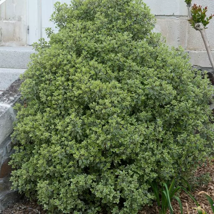Fast Growing Trees Variegated Pittosporum See All Shrubs & Hedges 3 Fast Growing Trees Variegated Pittosporum See All Shrubs & Hedges