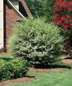 Fast Growing Trees See All Shrubs & Hedges Variegated Privet Tree 9 Fast Growing Trees See All Shrubs & Hedges Variegated Privet Tree