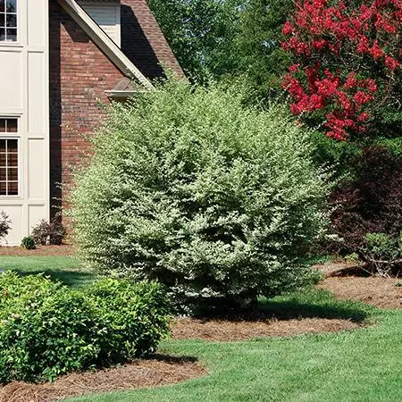 Fast Growing Trees See All Shrubs & Hedges Variegated Privet Tree 6 Fast Growing Trees See All Shrubs & Hedges Variegated Privet Tree