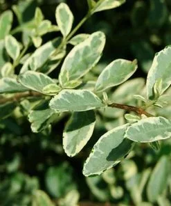 Fast Growing Trees See All Shrubs & Hedges Variegated Privet Tree 8 Fast Growing Trees See All Shrubs & Hedges Variegated Privet Tree