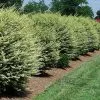 Fast Growing Trees See All Shrubs & Hedges Variegated Privet Tree 2 Fast Growing Trees See All Shrubs & Hedges Variegated Privet Tree