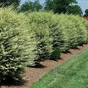 Fast Growing Trees See All Shrubs & Hedges Variegated Privet Tree 3 Fast Growing Trees See All Shrubs & Hedges Variegated Privet Tree
