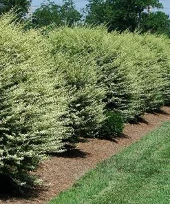 Fast Growing Trees See All Shrubs & Hedges Variegated Privet Tree