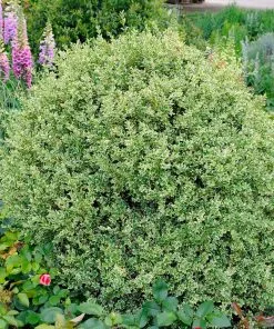 Fast Growing Trees Variegated Boxwood Shrub Boxwood Shrubs