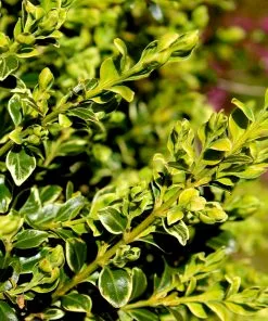Fast Growing Trees Variegated Boxwood Shrub Boxwood Shrubs