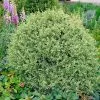 Fast Growing Trees Variegated Boxwood Shrub Boxwood Shrubs