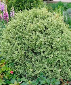 Fast Growing Trees Variegated Boxwood Shrub Boxwood Shrubs