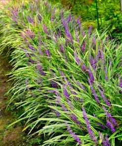 Fast Growing Trees Variegated Liriope Plant See All Shrubs & Hedges