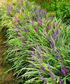 Fast Growing Trees Variegated Liriope Plant See All Shrubs & Hedges