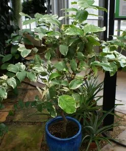 Fast Growing Trees Pink Variegated Eureka Lemon Tree