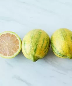 Fast Growing Trees Citrus Trees Pink Variegated Eureka Lemon Bush 7 Fast Growing Trees Citrus Trees Pink Variegated Eureka Lemon Bush