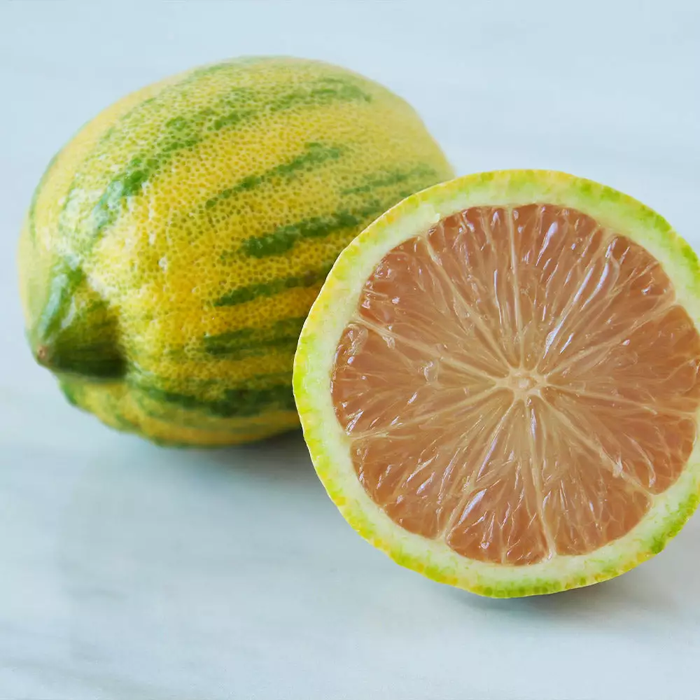 Fast Growing Trees Pink Variegated Eureka Lemon Tree 5 Fast Growing Trees Pink Variegated Eureka Lemon Tree