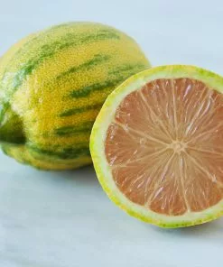 Fast Growing Trees Pink Variegated Eureka Lemon Tree