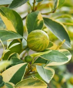 Fast Growing Trees Pink Variegated Eureka Lemon Tree