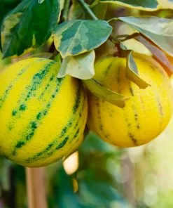 Fast Growing Trees Citrus Trees Pink Variegated Eureka Lemon Bush