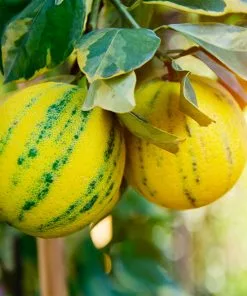 Fast Growing Trees Citrus Trees Pink Variegated Eureka Lemon Bush