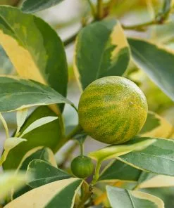 Fast Growing Trees Pink Variegated Eureka Lemon Tree