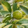 Fast Growing Trees Pink Variegated Eureka Lemon Tree 1 Fast Growing Trees Pink Variegated Eureka Lemon Tree