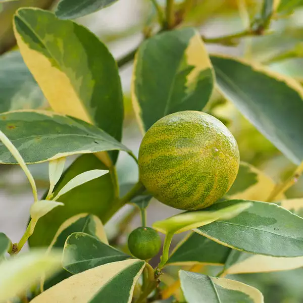 Fast Growing Trees Pink Variegated Eureka Lemon Tree 3 Fast Growing Trees Pink Variegated Eureka Lemon Tree