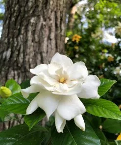 Fast Growing Trees Gardenia 'Veitchii' Shrub 6 Fast Growing Trees Gardenia 'Veitchii' Shrub