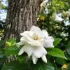 Fast Growing Trees Gardenia 'Veitchii' Shrub 1 Fast Growing Trees Gardenia 'Veitchii' Shrub