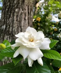 Fast Growing Trees Gardenia'Veitchii' Shrub