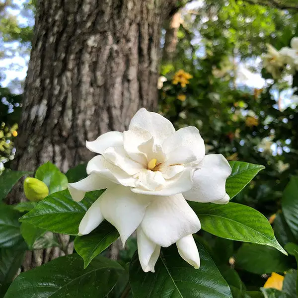 Fast Growing Trees Gardenia 'Veitchii' Shrub 3 Fast Growing Trees Gardenia 'Veitchii' Shrub