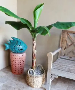 Fast Growing Trees Veranda Banana Tree Banana Trees