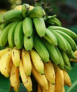 Fast Growing Trees Veranda Banana Tree Banana Trees