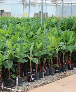 Fast Growing Trees Veranda Banana Tree Banana Trees