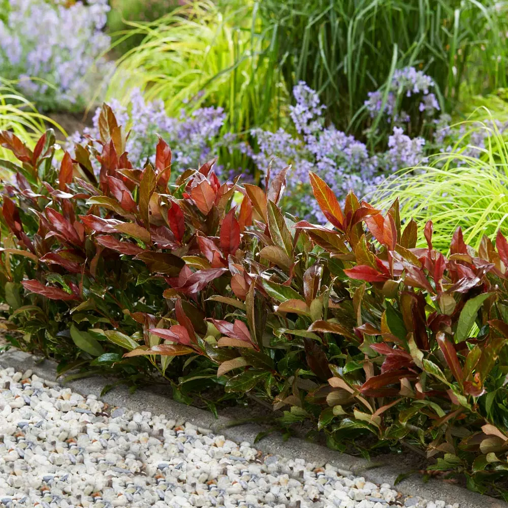 Fast Growing Trees Coppertop™ Sweet Viburnum Shrub 4 Fast Growing Trees Coppertop™ Sweet Viburnum Shrub