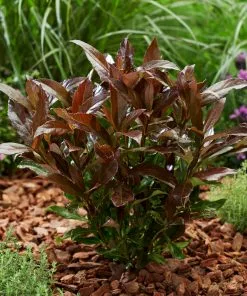 Fast Growing Trees Coppertop™ Sweet Viburnum Shrub 9 Fast Growing Trees Coppertop™ Sweet Viburnum Shrub