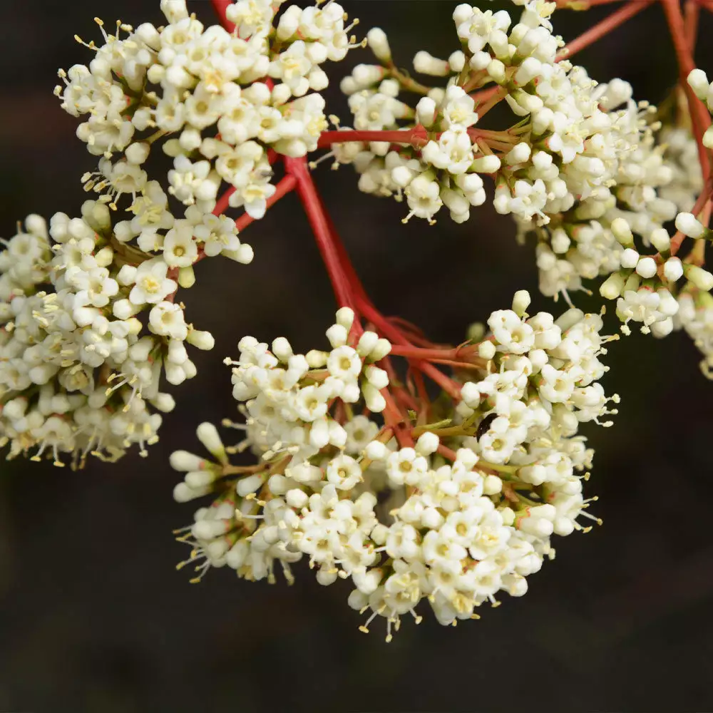 Fast Growing Trees Coppertop™ Sweet Viburnum Shrub 6 Fast Growing Trees Coppertop™ Sweet Viburnum Shrub
