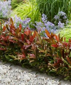 Fast Growing Trees Coppertop⢠Sweet Viburnum Shrub