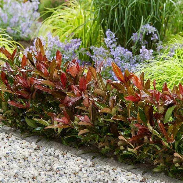 Fast Growing Trees Coppertop™ Sweet Viburnum Shrub 3 Fast Growing Trees Coppertop™ Sweet Viburnum Shrub