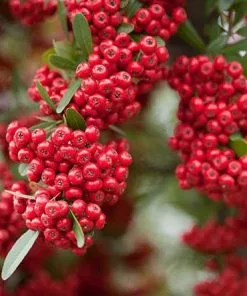 Fast Growing Trees Victory Pyracantha 7 Fast Growing Trees Victory Pyracantha