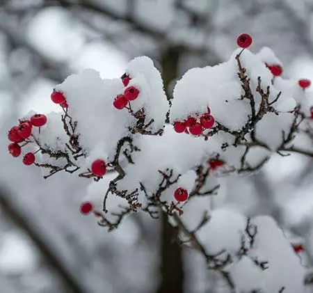 Fast Growing Trees Victory Pyracantha 4 Fast Growing Trees Victory Pyracantha