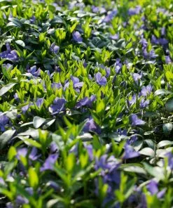 Fast Growing Trees Vinca Minor Periwinkle Vine See All Shrubs & Hedges
